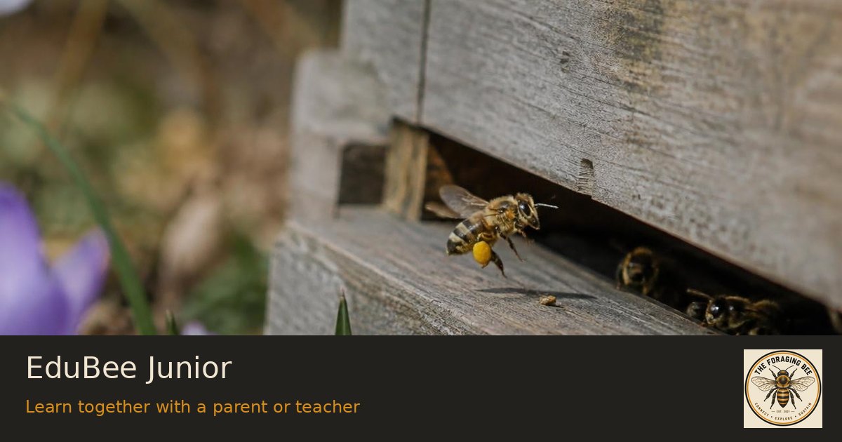 EduBee Junior — logo-branded illustrative sharing picture